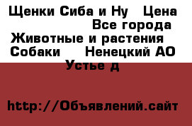 Щенки Сиба и Ну › Цена ­ 35000-85000 - Все города Животные и растения » Собаки   . Ненецкий АО,Устье д.